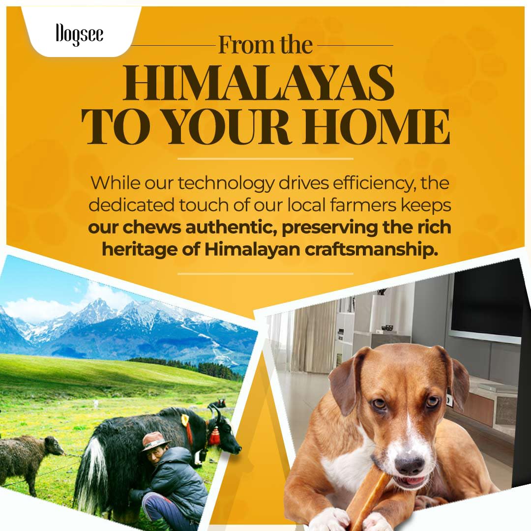 Dogsee Himalayan Yak Cheese Turmeric chews storage jar shown for easy keeping.