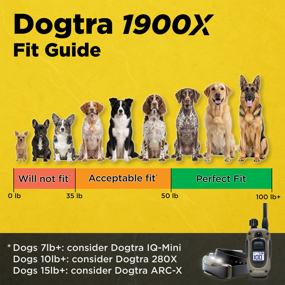 Dogtra 1900X remote hand-press demonstrates quick command timing during busy recall sessions