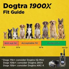 Dogtra 1900X remote hand-press demonstrates quick command timing during busy recall sessions
