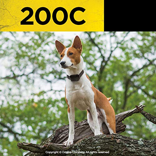 Dogtra 200C compact receiver on a small 10 lb dog for comfortable wear.