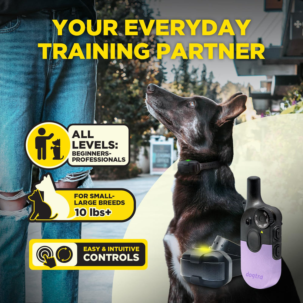 Dogtra 200iQ collar on dog enabling precise corrections.