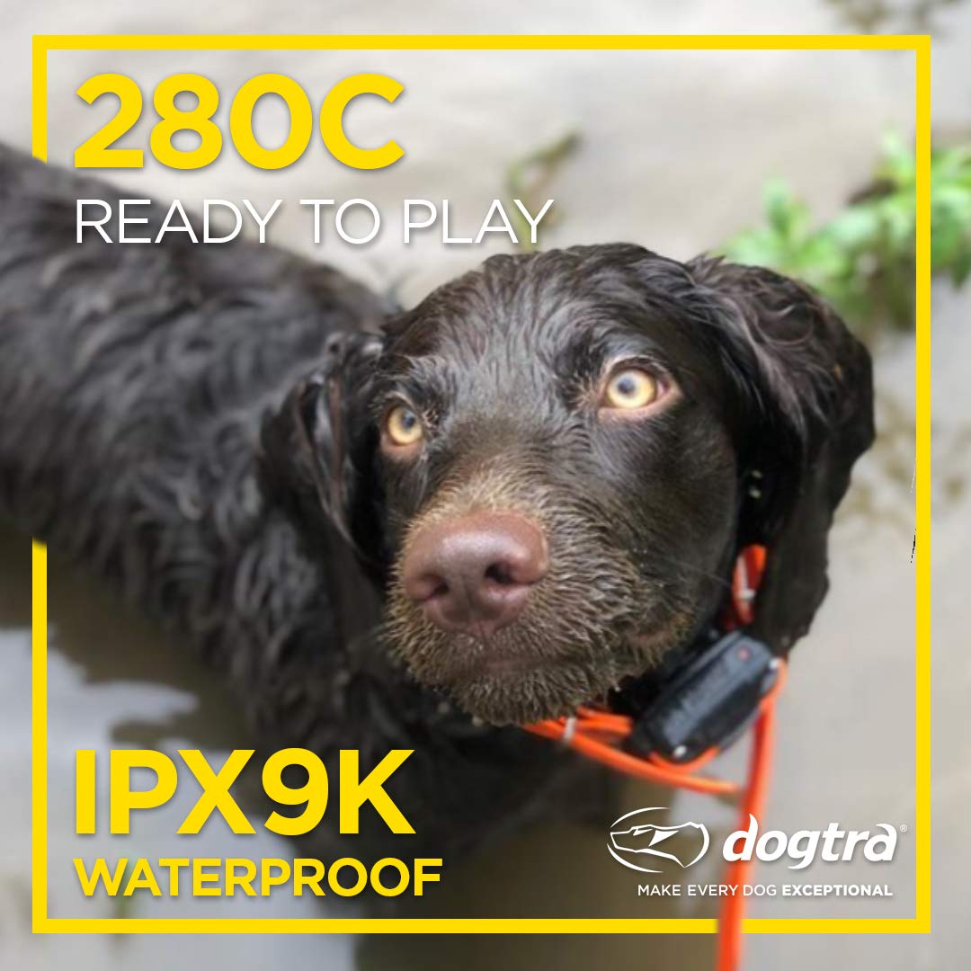 Dogtra 280C puppy training setup image illustrating gentle guidance in initial sessions.