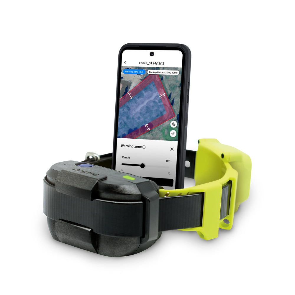 Dogtra GPS Fence collar on a dog for safe outdoor roaming.