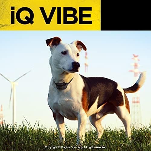 Dogtra iQ Vibe in action during an outdoor walk for training.