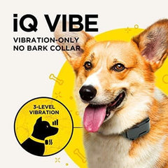 Dogtra iQ Vibe waterproof collar ready for rain and mud.