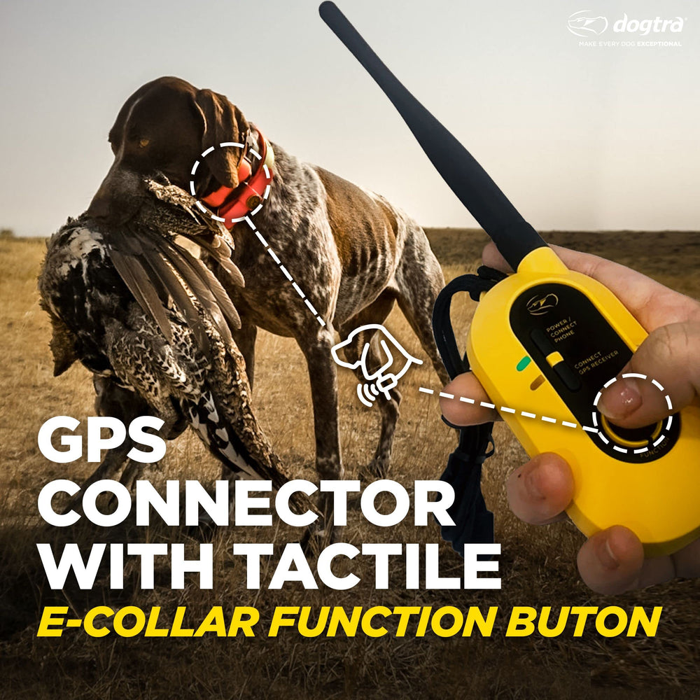 Dogtra Pathfinder 2 elite tracking with multi-dog capability in action