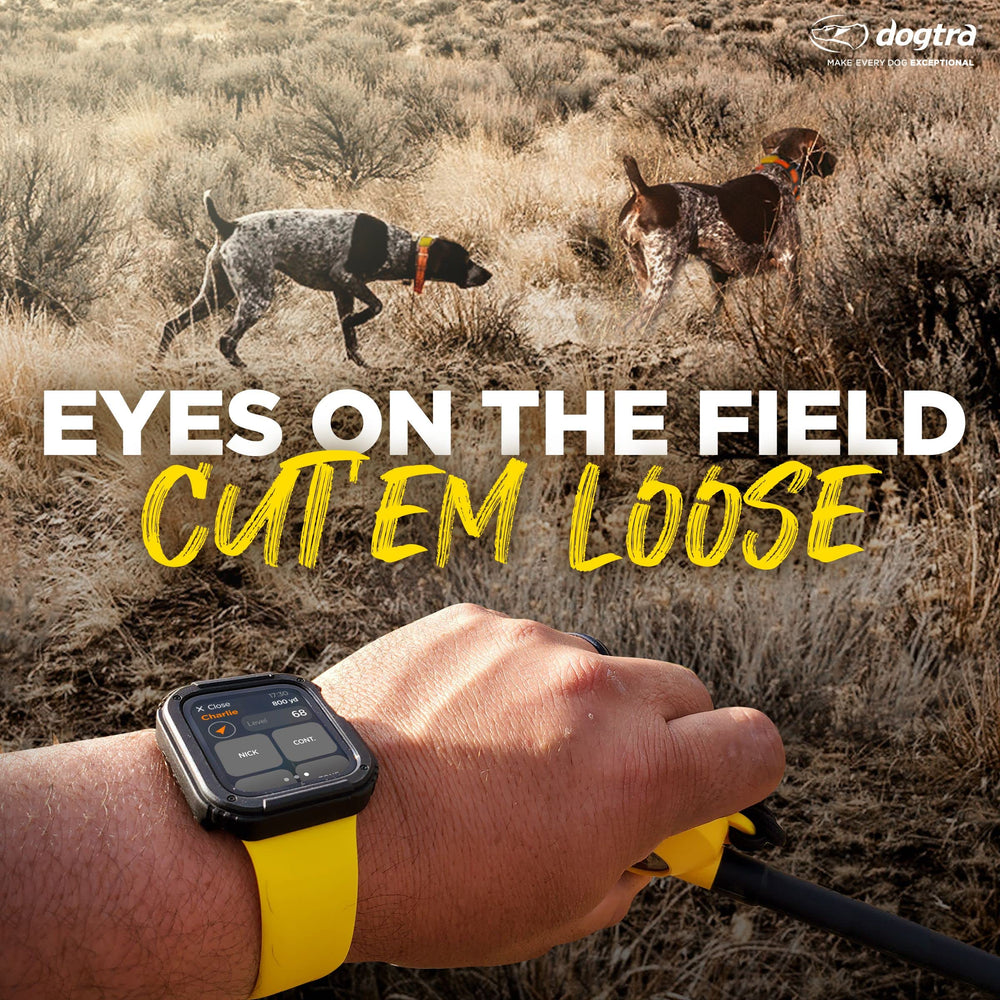 Dogtra Pathfinder 2 waterproof durability for rugged hunting conditions