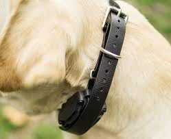 Dogtra strap available in 8 colors for versatile styling.