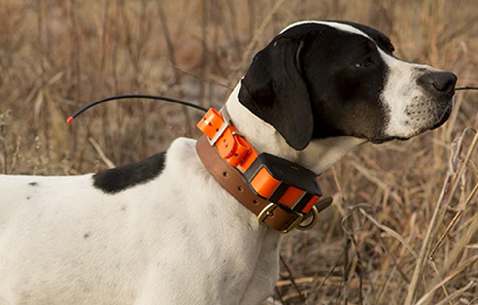 Dogtra strap can be trimmed for smaller necks offering adjustable fit.