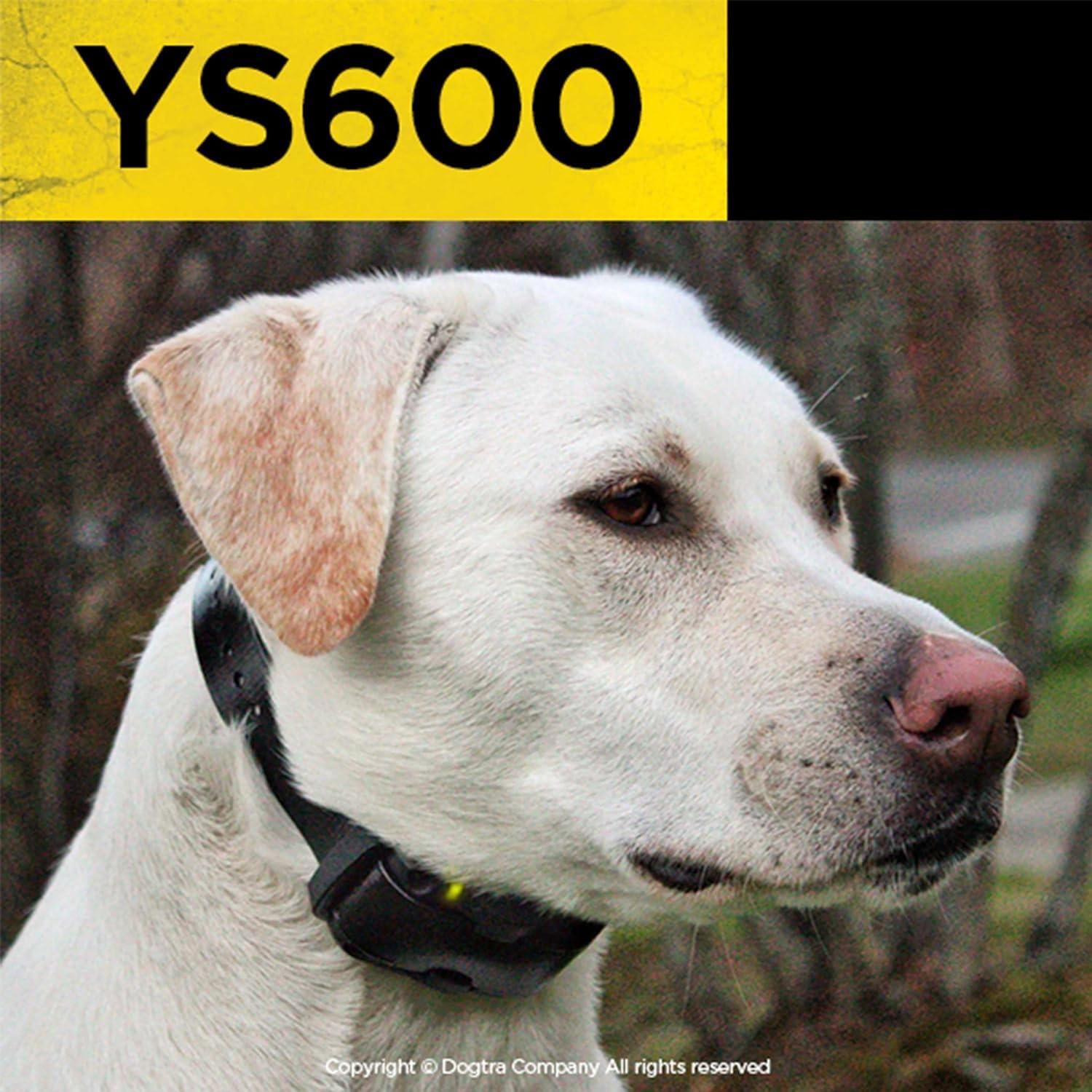 Dogtra YS600 worn during outdoor walk demonstrating practical training use.