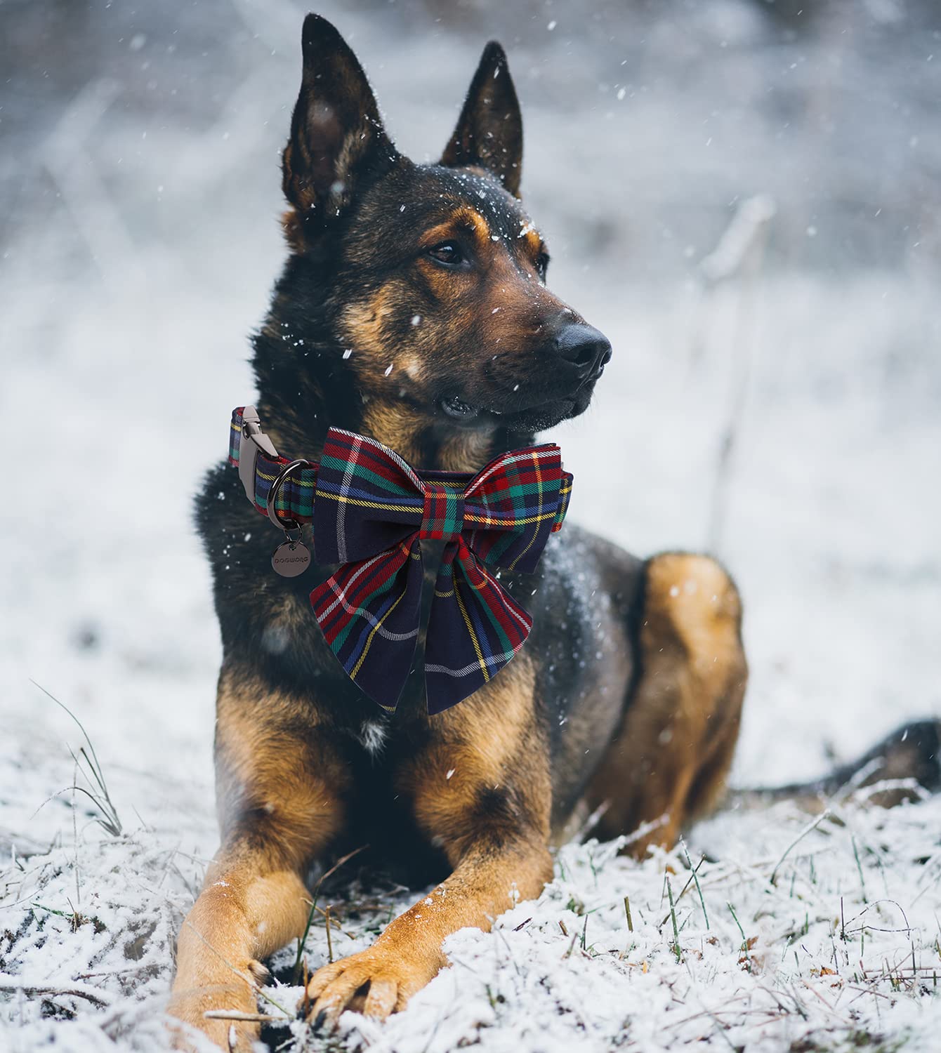 DOGWONG adjustable collar neck-size demonstration showing secure fit and comfort for different dogs.