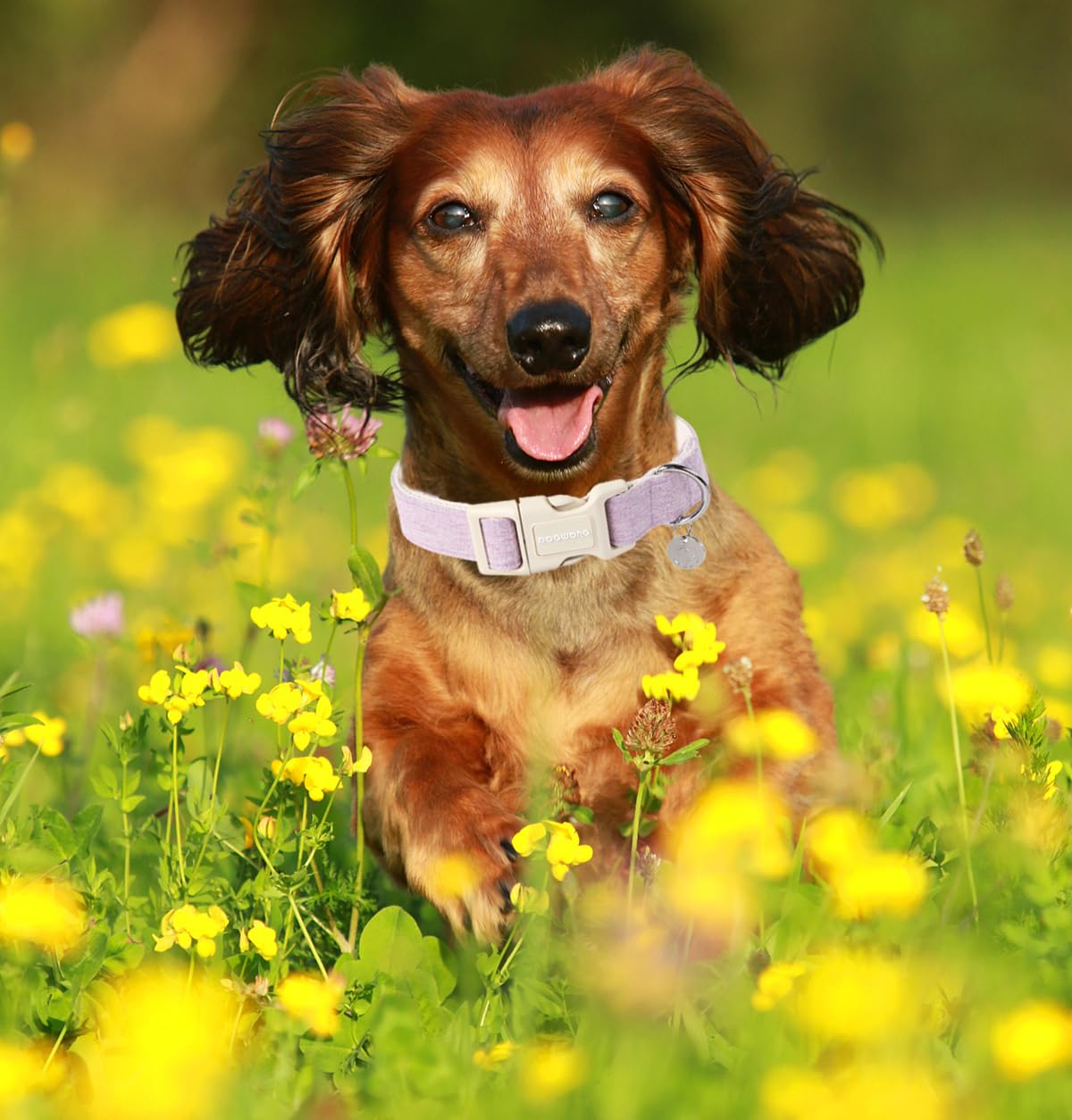 DOGWONG D-ring leash attachment enables quick and reliable leash connection
