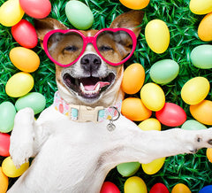 DOGWONG Easter collar features a strong plastic buckle for easy on/off.