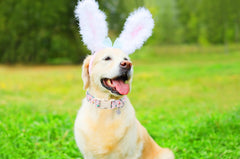 DOGWONG Easter Day design adds colorful charm for seasonal photos and celebrations