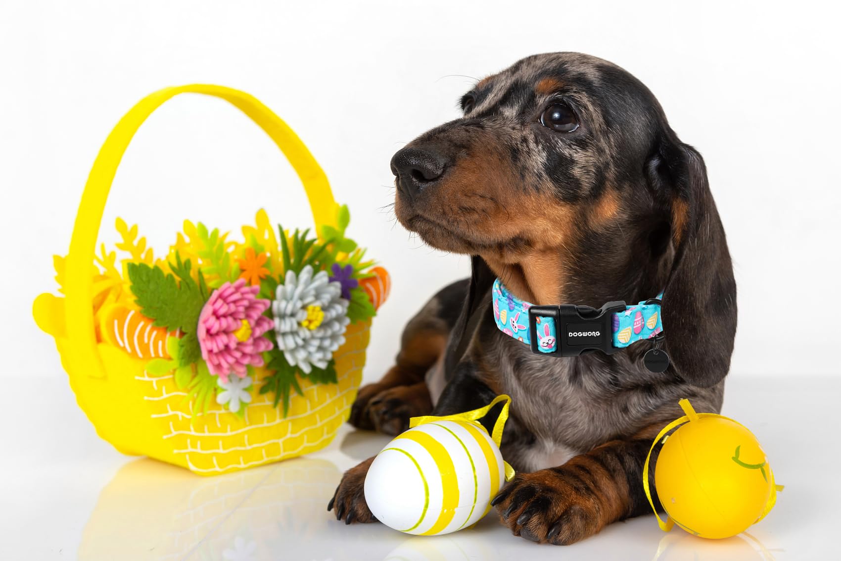 DOGWONG Easter Dog Collar on a small dog illustrates lightweight comfort