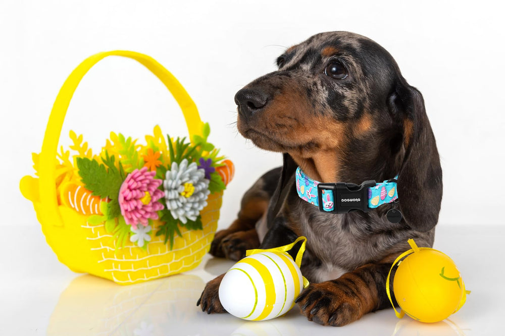 DOGWONG Easter Dog Collar on a small dog illustrates lightweight comfort