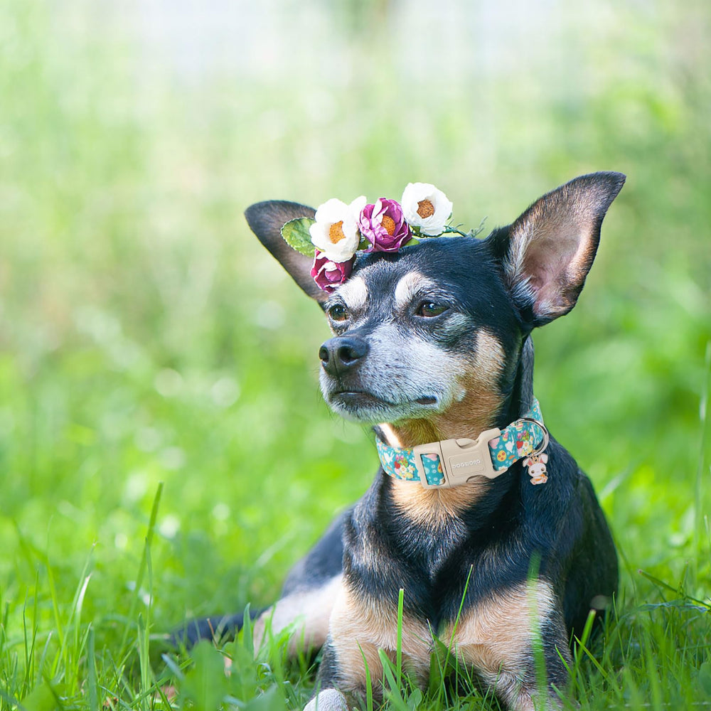 DOGWONG Pink Easter collar with flower design for cute photos.