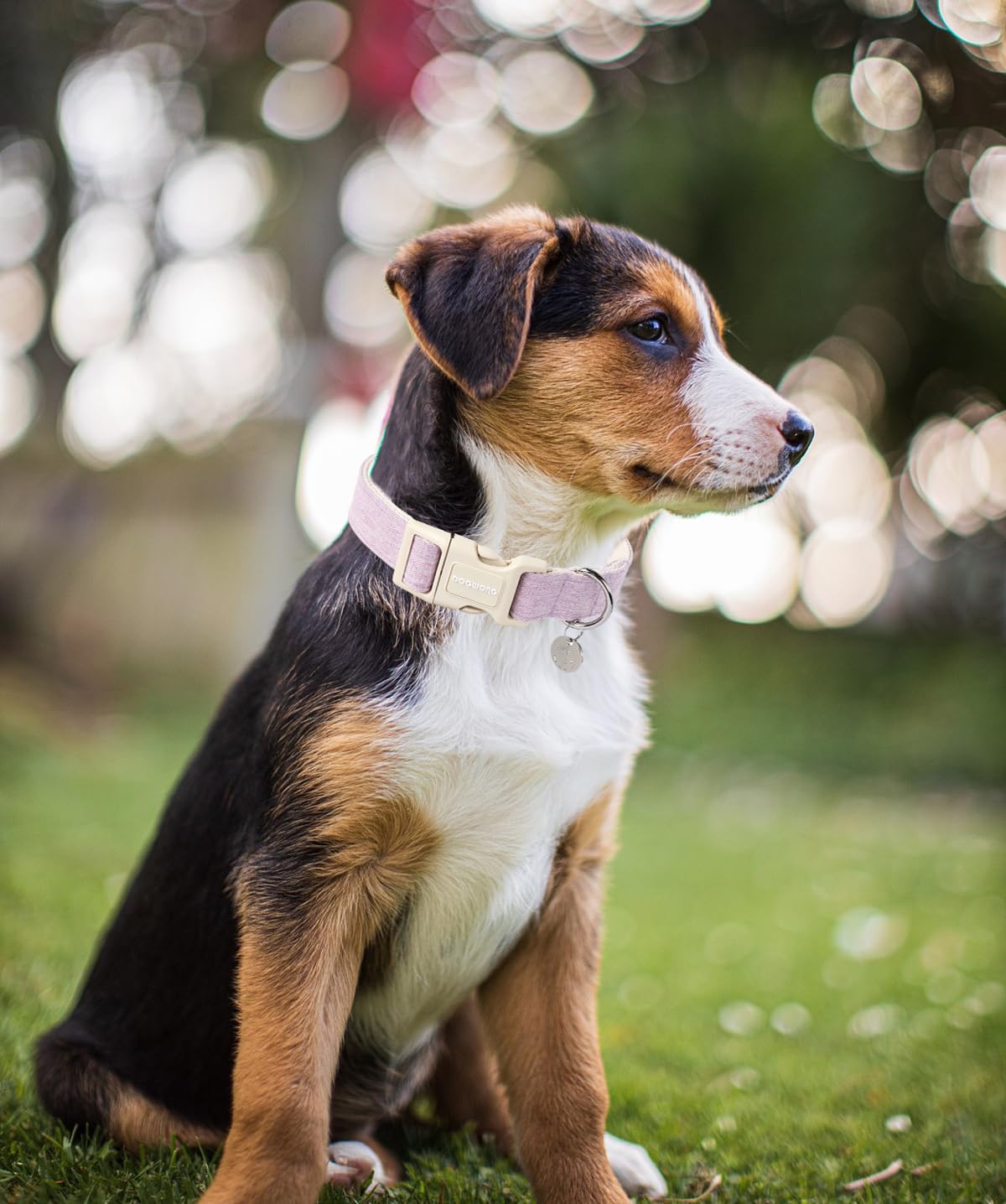 DOGWONG purple collar on a dog offers stylish wedding-ready accessory
