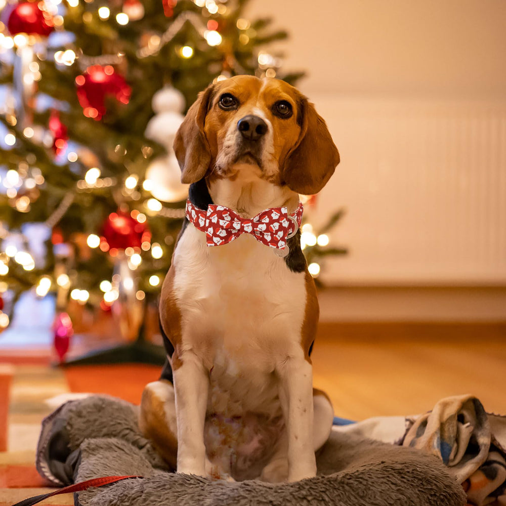 DOGWONG Santa bowtie on collar adds festive charm to walks.