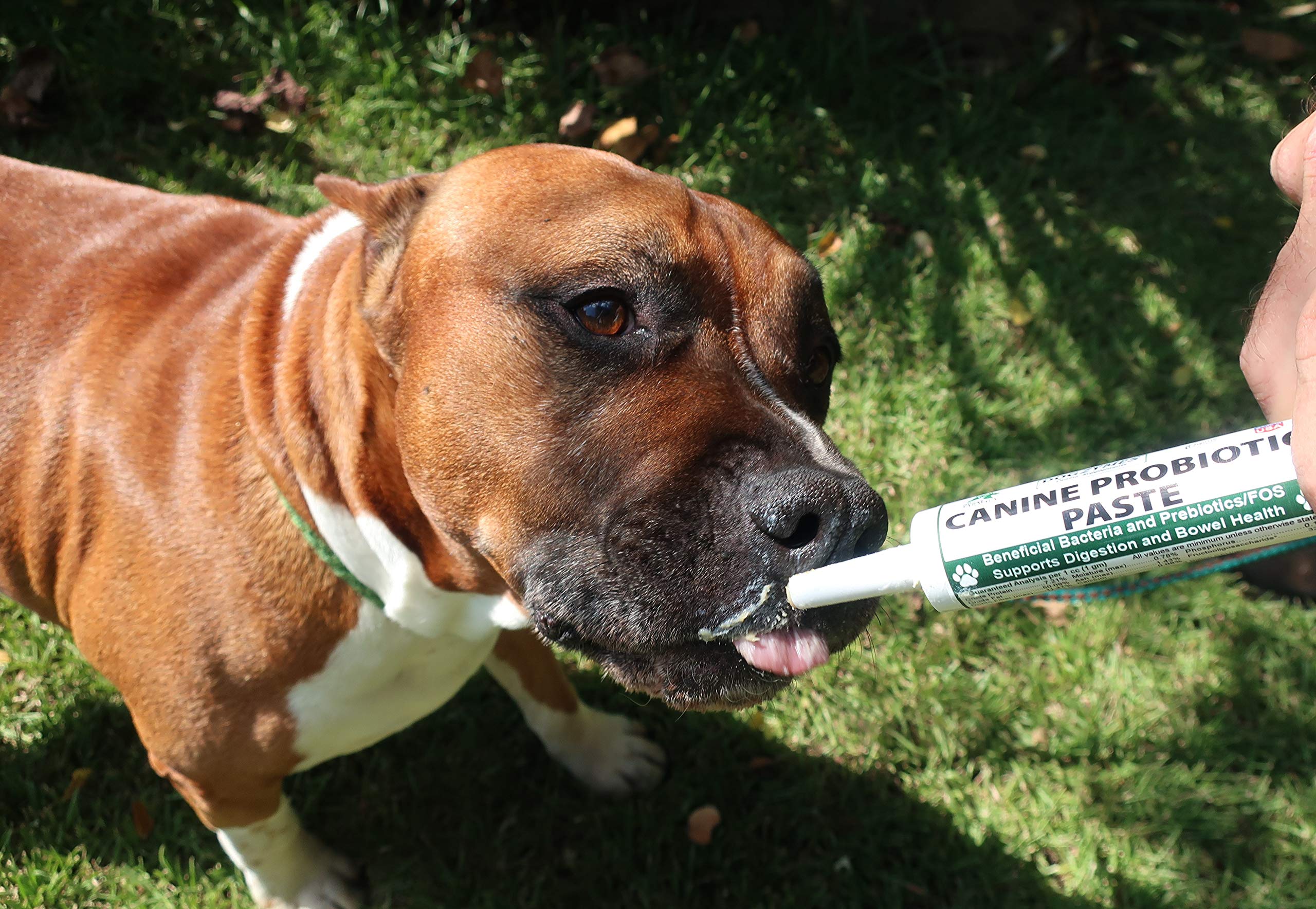 Dogzymes canine probiotic paste application demonstrates easy dosing directly or with food