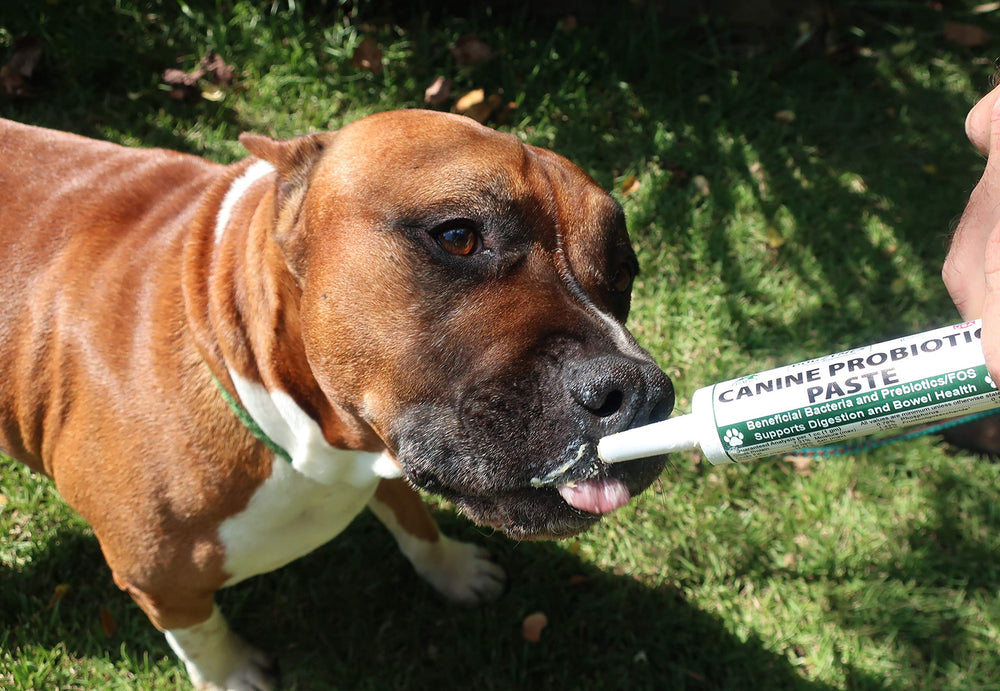 Dogzymes canine probiotic paste application demonstrates easy dosing directly or with food