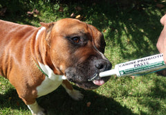 Dogzymes canine probiotic paste application demonstrates easy dosing directly or with food