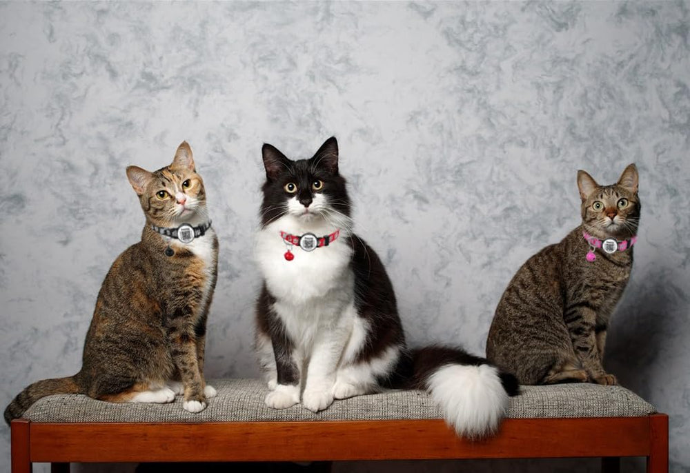 Dokitag two-pack blue and black collars ready for your cat.