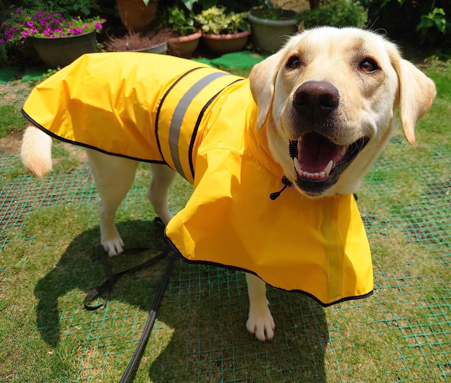 Dolitego model wearing dog raincoat demonstrates everyday wearability and easy handling.