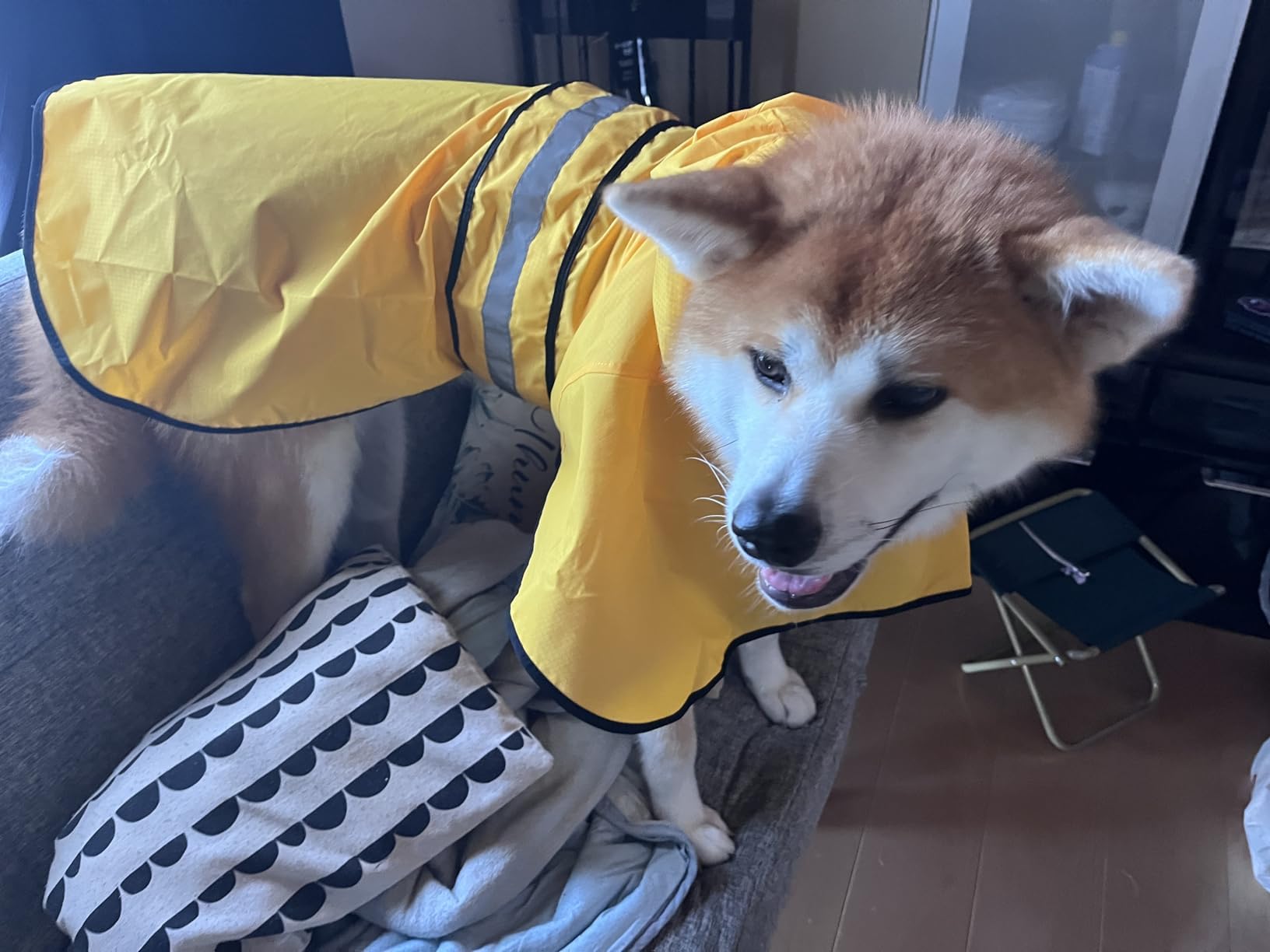 Dolitego yellow raincoat stands out in the rain.