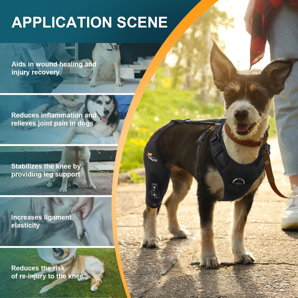 Dollephi knee brace demonstrates 360-degree wrap for hind leg stability.
