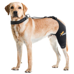 Dollephi dog knee brace left leg closeup showing support during recovery.