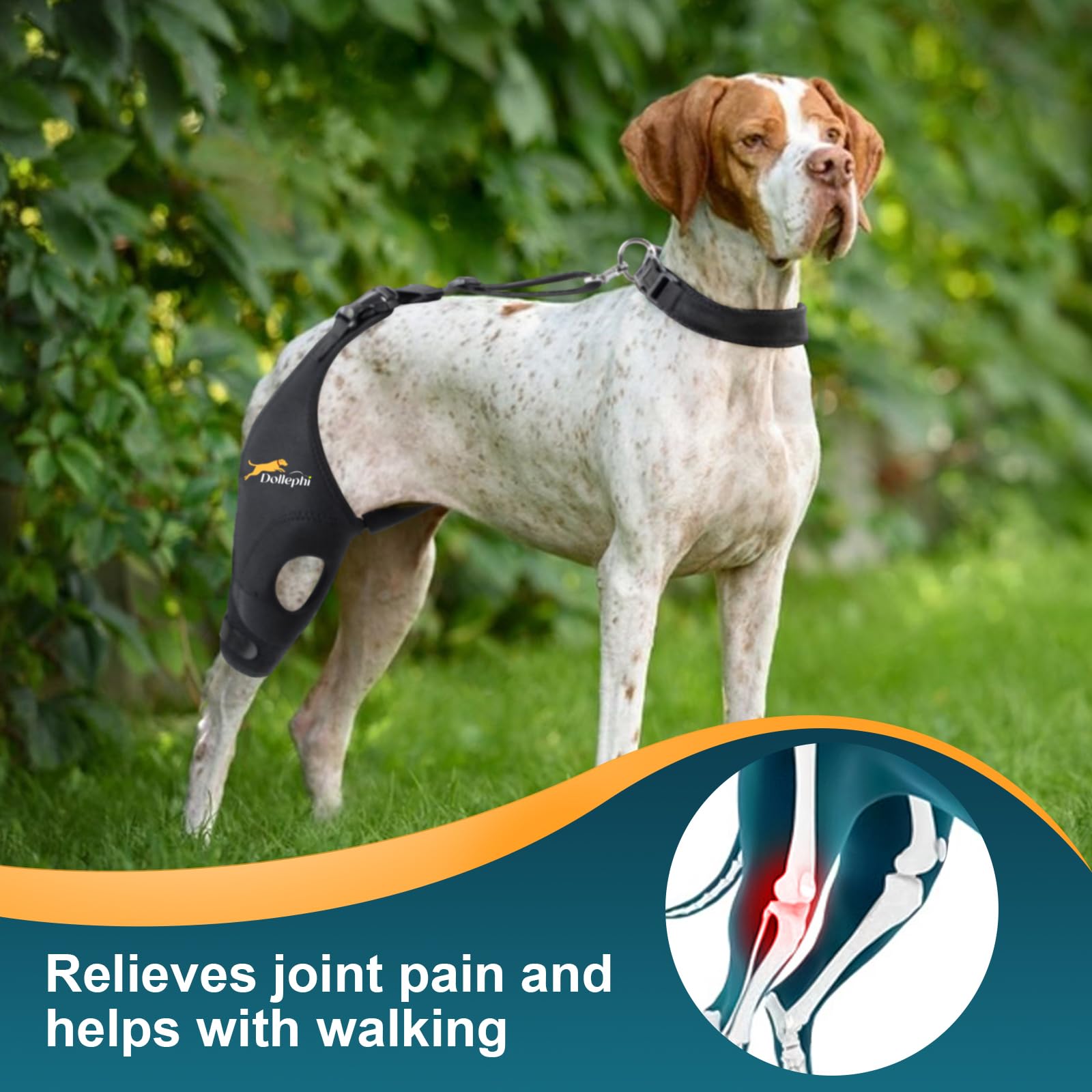 Dollephi dog knee brace patella gel pad improves kneecap alignment during activity.