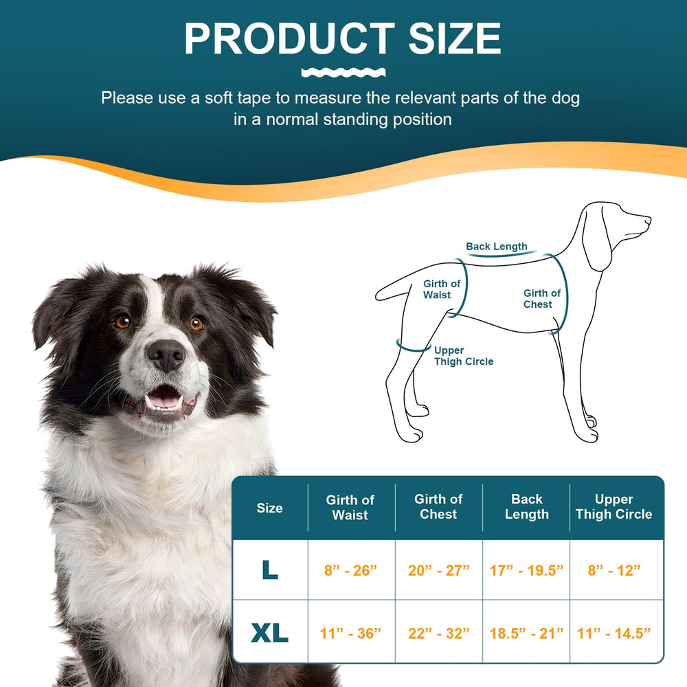 Dollephi dog knee brace during post-injury care for stable hind leg support.