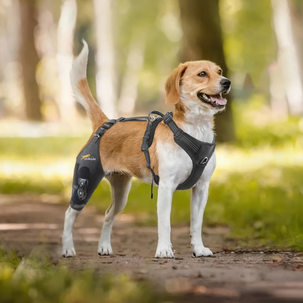 Dollephi dog knee brace showing removable chest and back section for neck-friendly wear.