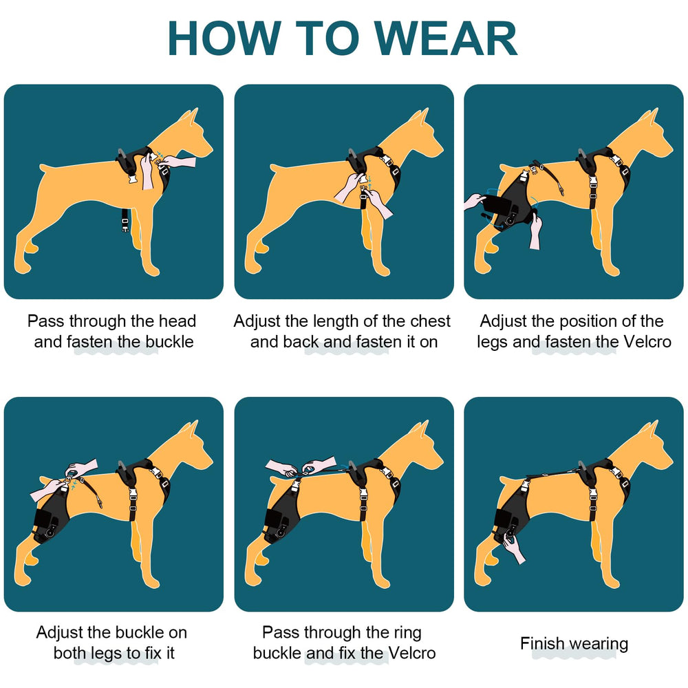 Dollephi ACL knee brace on a dog with secure, comfortable fit.