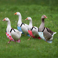 DoubleFill bow-tie diapers on a chicken illustrate stylish, secure fit.