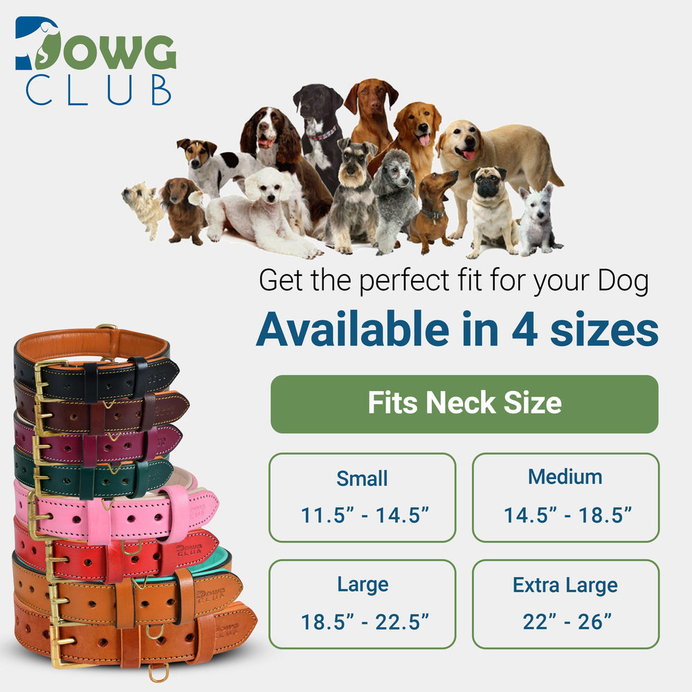 DowgClub adjustable-five-six-hole collar fits growing dogs securely