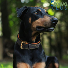 DowgClub adjustable neck 14-18.5 inches—snug, flexible fit for medium dogs.