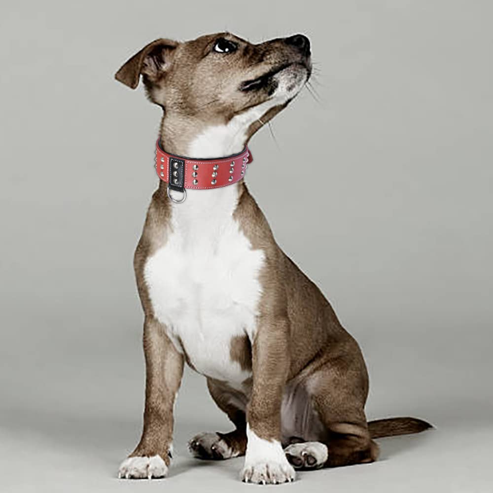 DowgClub dual D-rings for quick leash or tag attachment