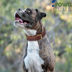 DowgClub heavy-duty brass D-ring collar withstands strong pulls