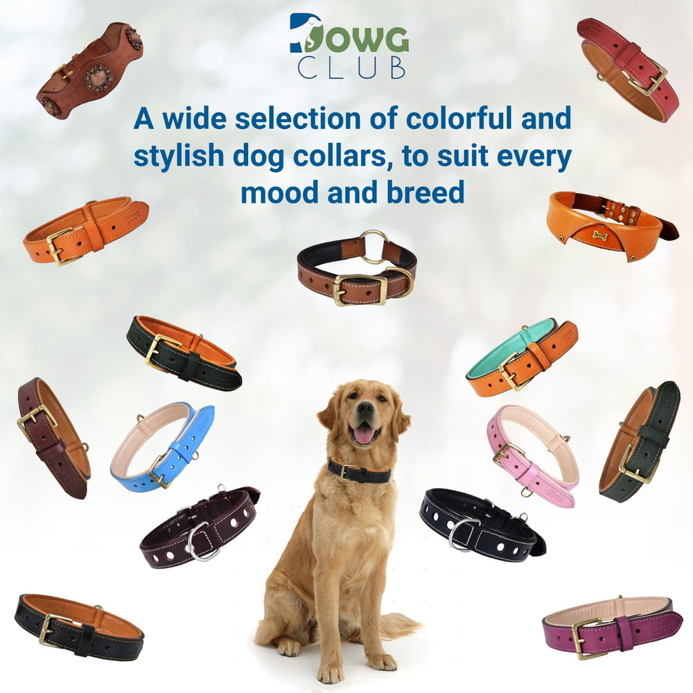 DowgClub leather dog collar blue full-view showcases stylish, durable everyday accessory.