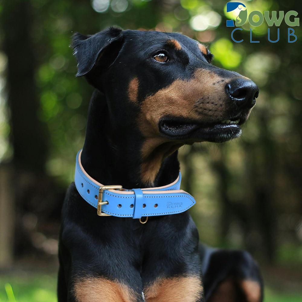 DowgClub leather dog collar blue polished edges prevent fur snagging during walks.