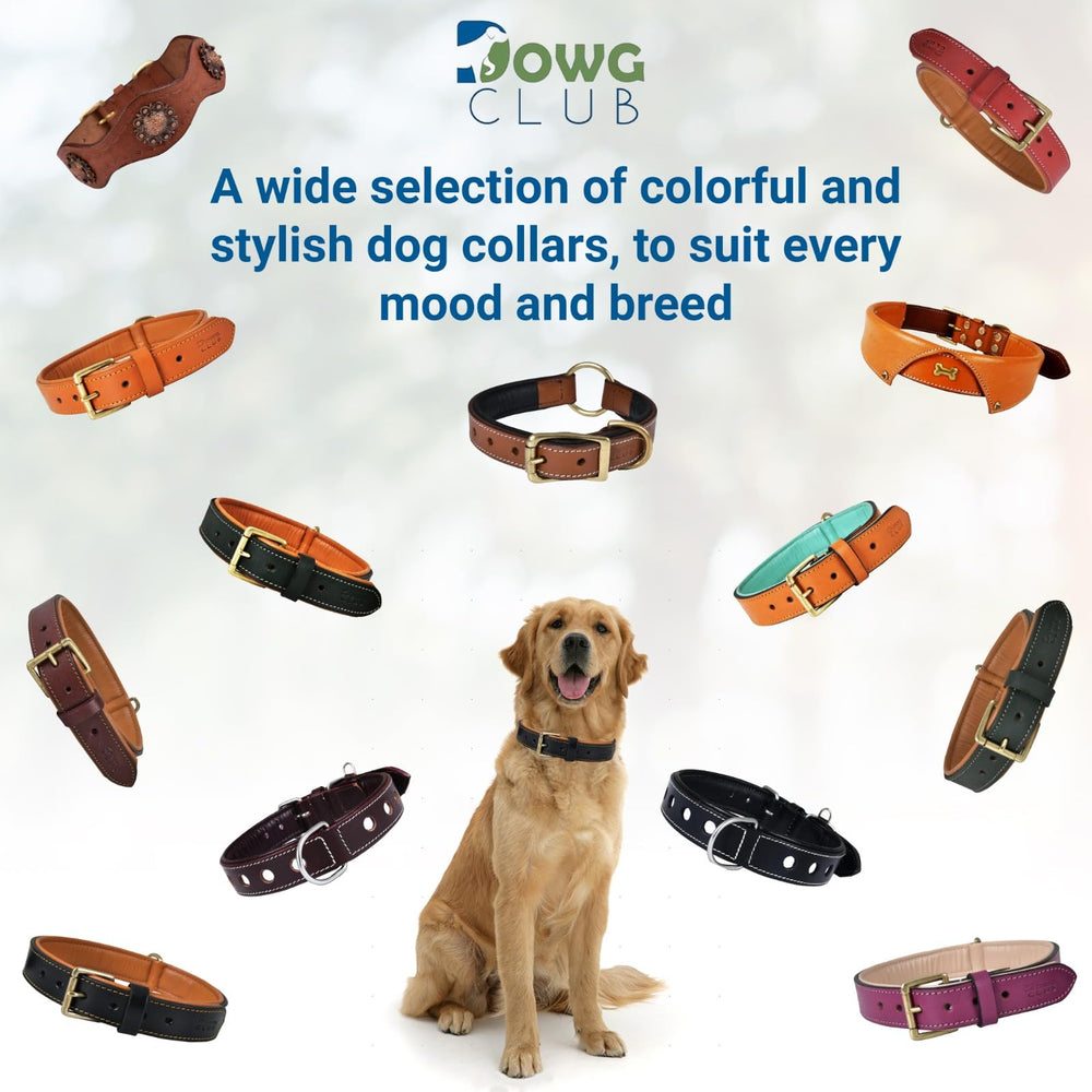 DowgClub collar full-grain leather emphasizes premium quality and longevity