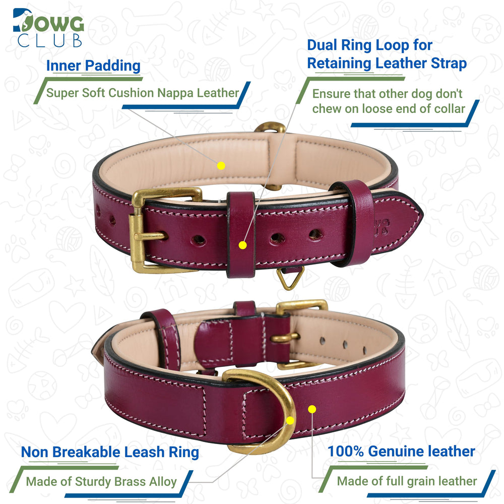 DowgClub collar interior with waterproof padding for neck comfort during walks