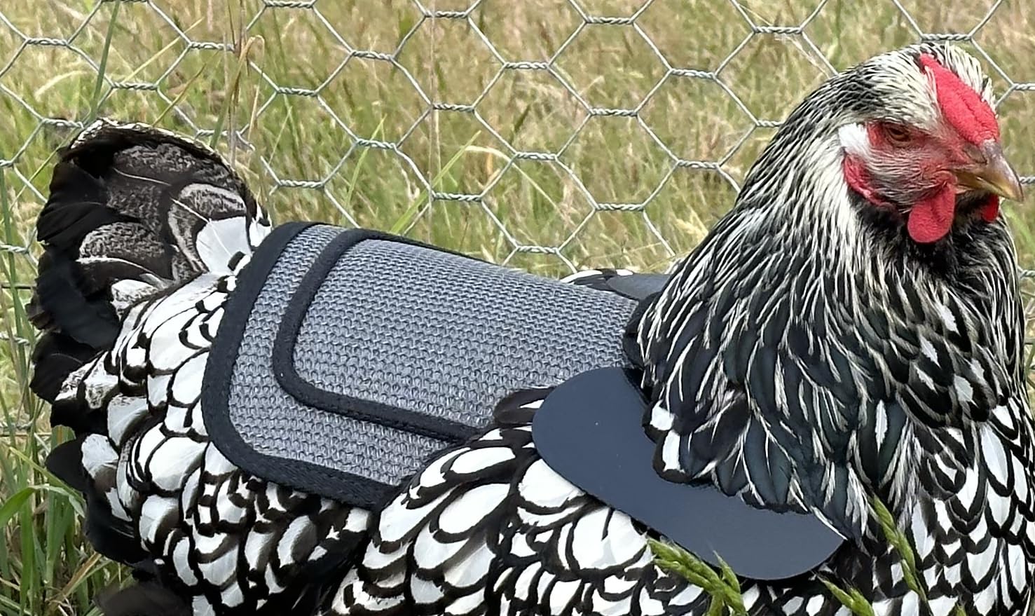 DOWN UNDER OUTDOORS rooster treading protection helps reduce back injuries during mating