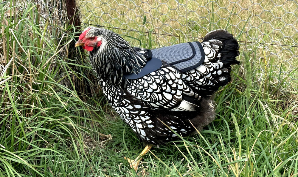 DOWN UNDER OUTDOORS summer mesh shade delivers airflow and sun protection for hens