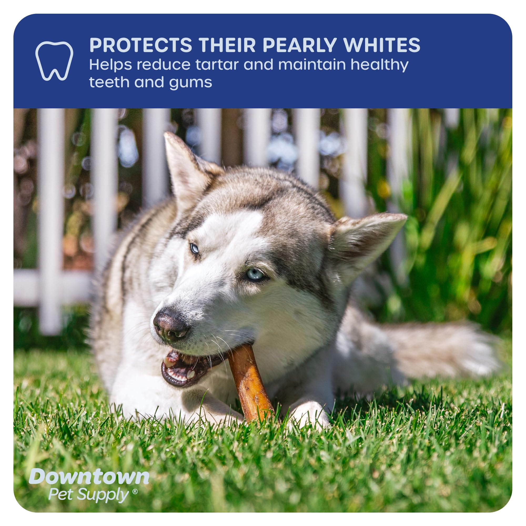 Downtown Pet Supply rawhide-free image, non-rawhide chew option for sensitive diets.