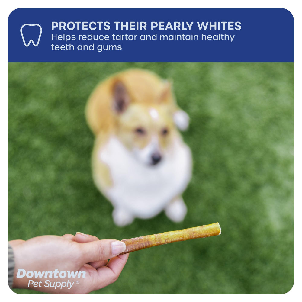 Downtown Pet Supply bully sticks for small dogs, 6in length shown in use-ready photo.