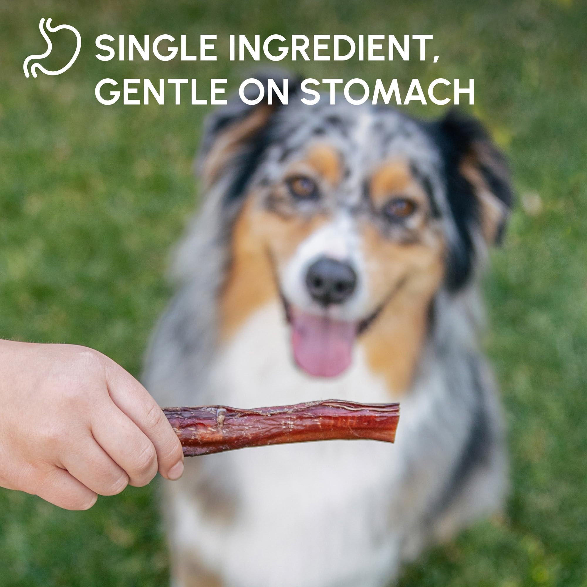 Downtown Pet Supply indoor-friendly chew for calm, focused play sessions.