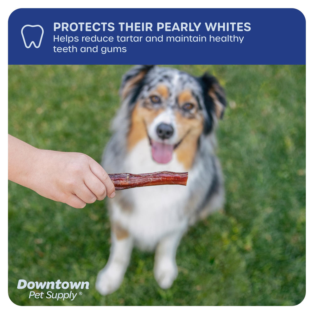 Downtown Pet Supply 12in bully sticks — indoor-friendly chew for quiet sessions